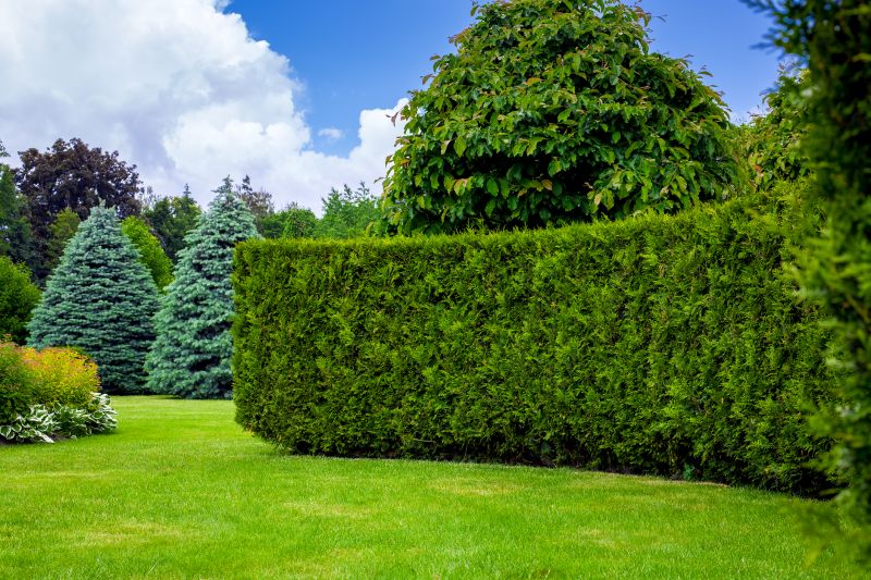 Privacy Hedge Planting in Ventura County, CA