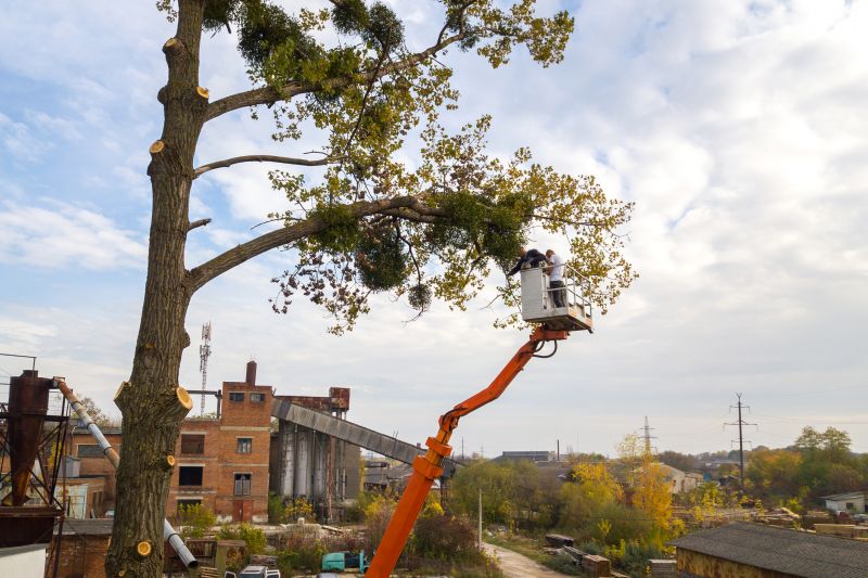 Tree Installation Service